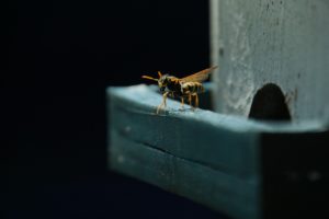 wasp