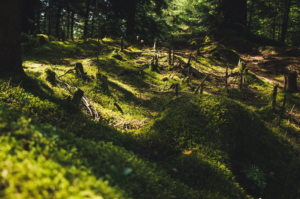 stumps