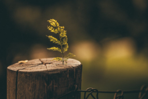 new growth